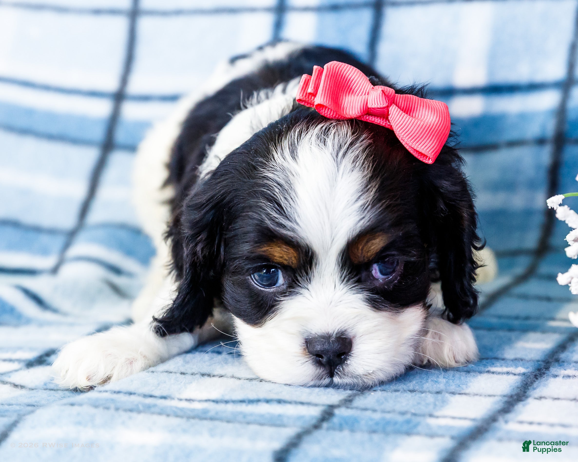 Mixed Breed dogs Joanne - Ad 1