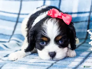 Mixed Breed dogs for sale: Joanne - Ad 2