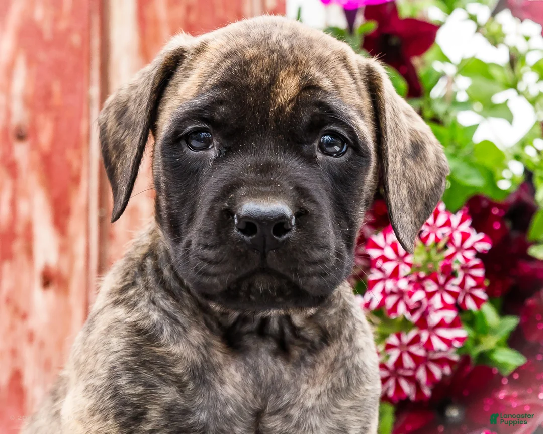 English Mastiff dogs for sale: Mackenzie - Ad 2