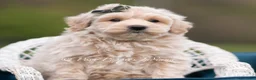 Maltipoo dogs for sale: Oakley - Ad 7