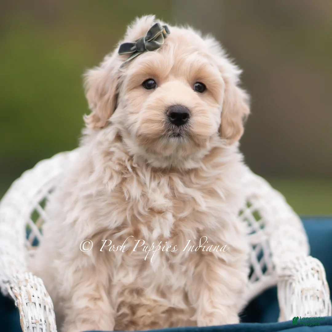 Maltipoo dogs for sale: Oakley - Ad 7