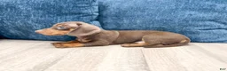 Miniature Dachshund dogs for sale: Asher - Ad 5