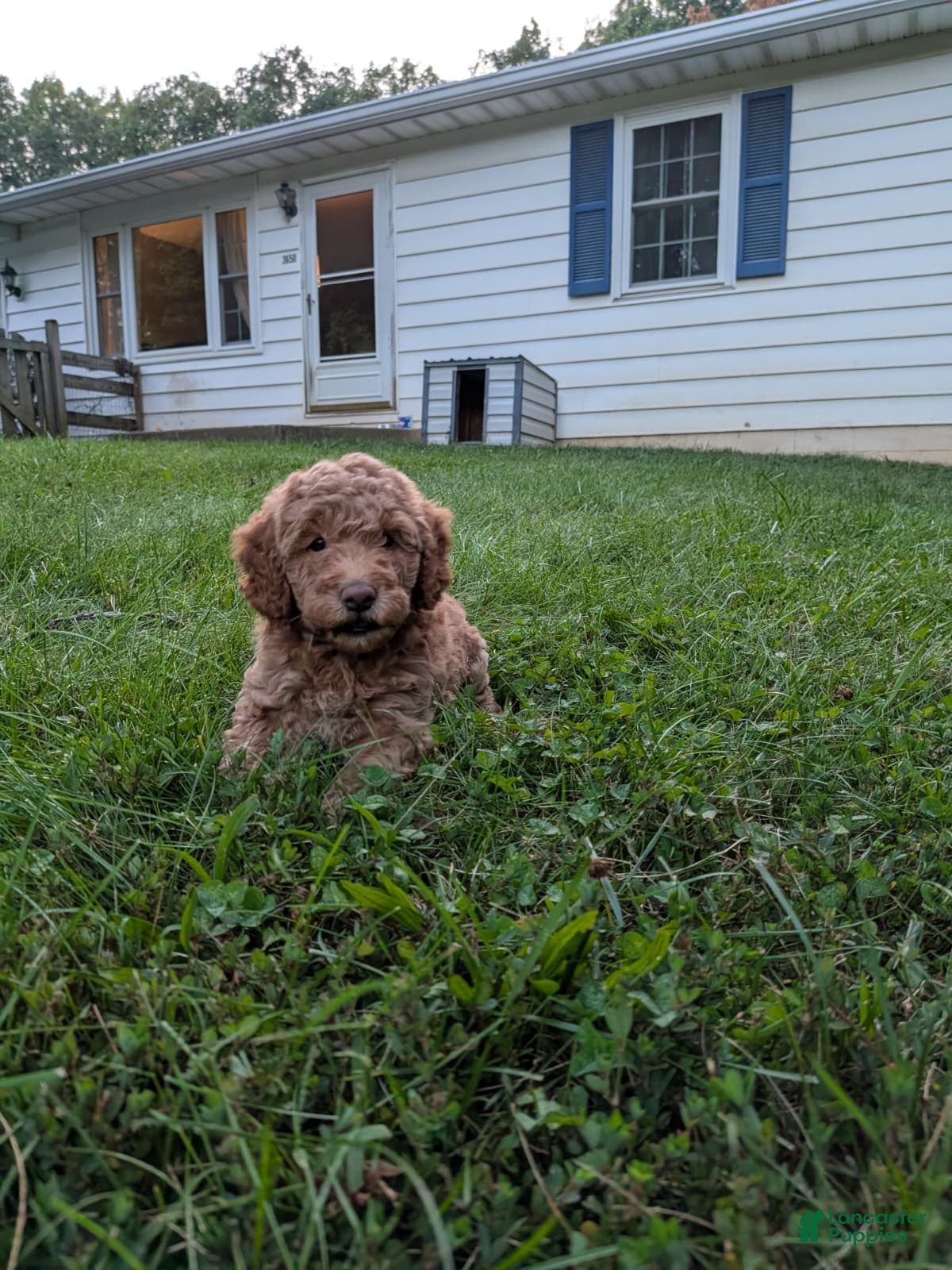 Miniature Labradoodle dogs Melanie - Ad 2