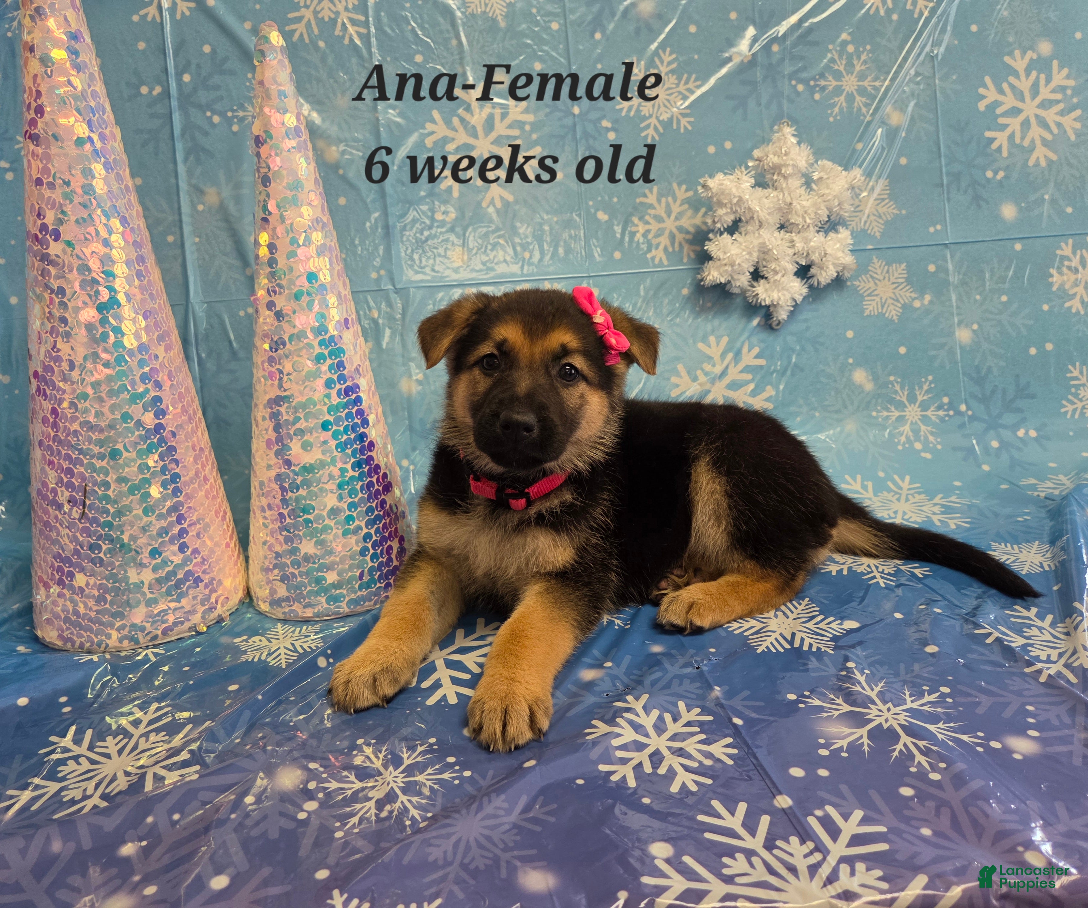 German Shepherd dogs Ana - Ad 2