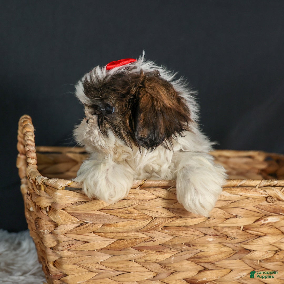Shih Tzu dogs for sale: ROSIE - Ad 8