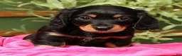 Miniature Dachshund dogs for sale: Ellie - Long Hair - Ad 3