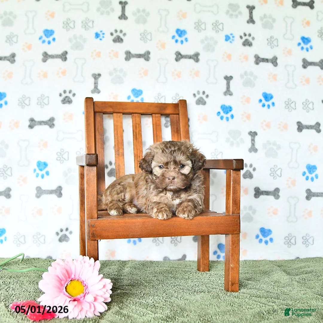 Shihpoo dogs for sale: Sophie - Ad 1