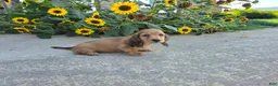 Miniature Dachshund dogs for sale: Heidi - Ad 3
