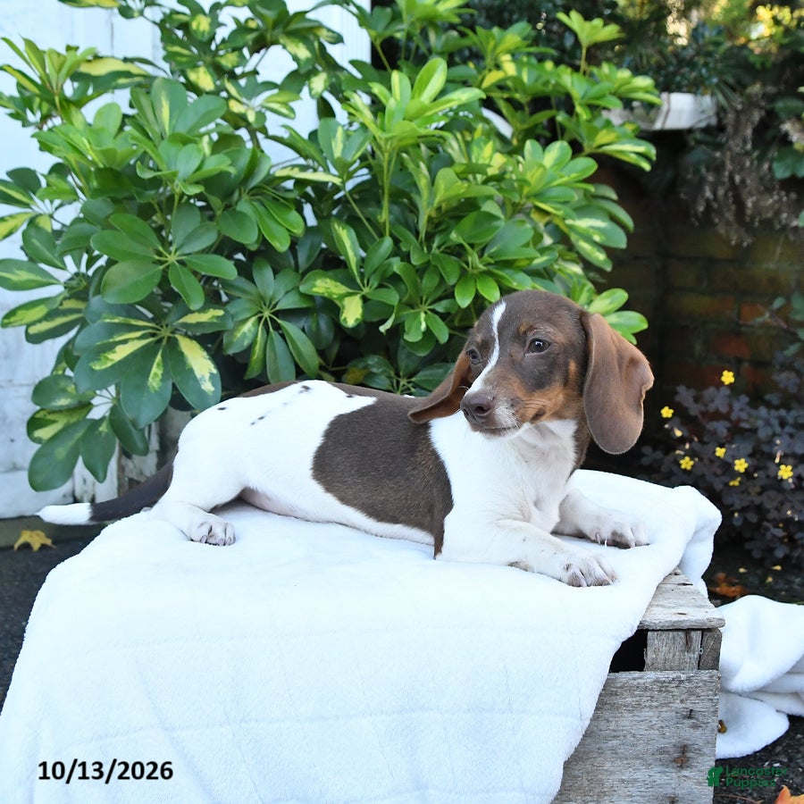 Miniature Dachshund dogs for sale: Bonnie - Ad 2