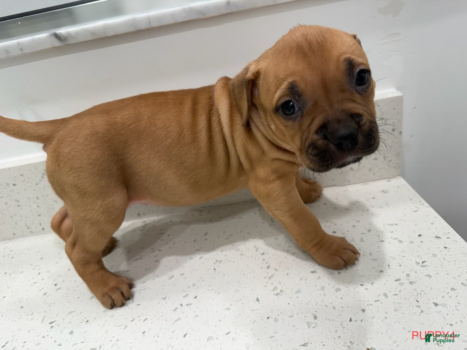American Bully dogs Puppy 4 Female - Ad 7