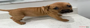 Puppy 4 Female