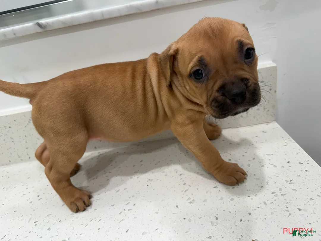 American Bully dogs for sale: Puppy 4 Female - Ad 1