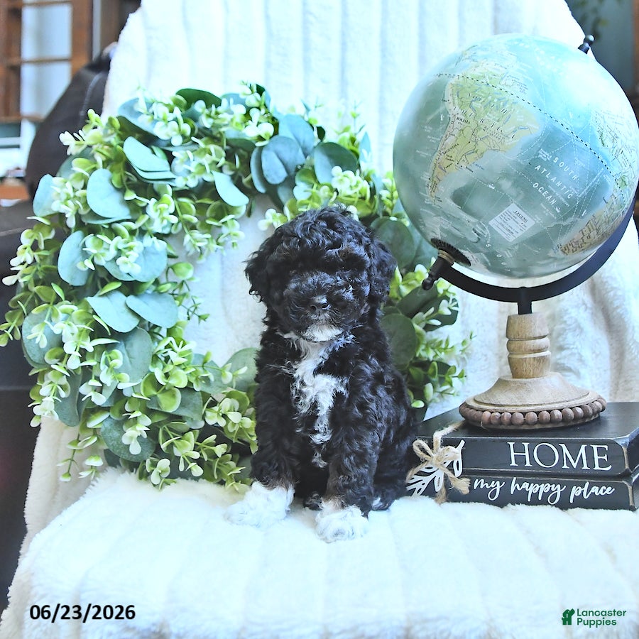 Miniature Poodle dogs Derby - Ad 1