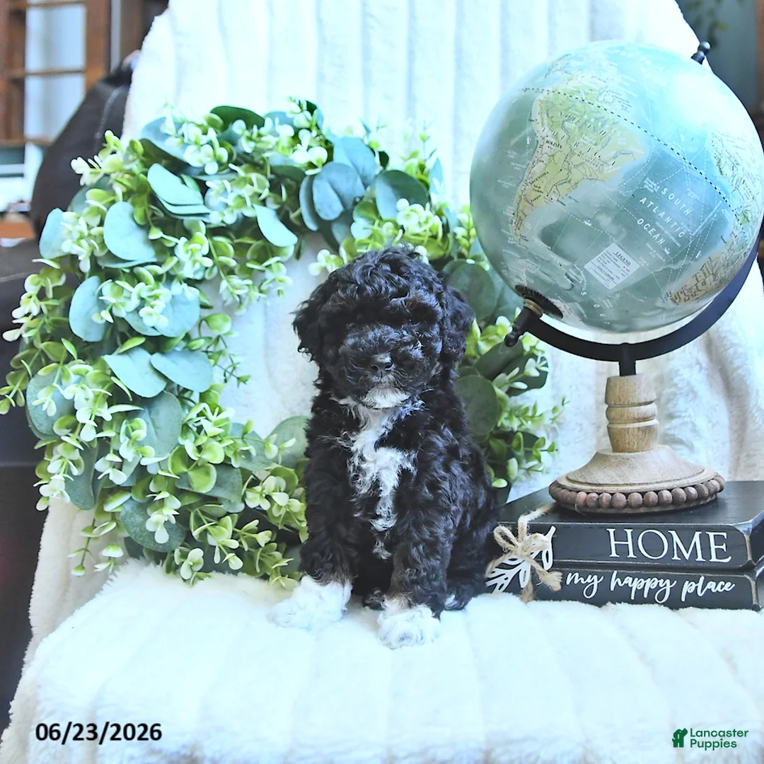 Miniature Poodle dogs for sale: Derby - Ad 1