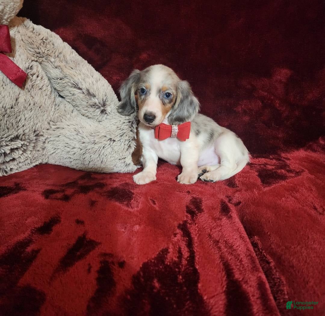 Miniature Dachshund dogs for sale: STORMY - Ad 1