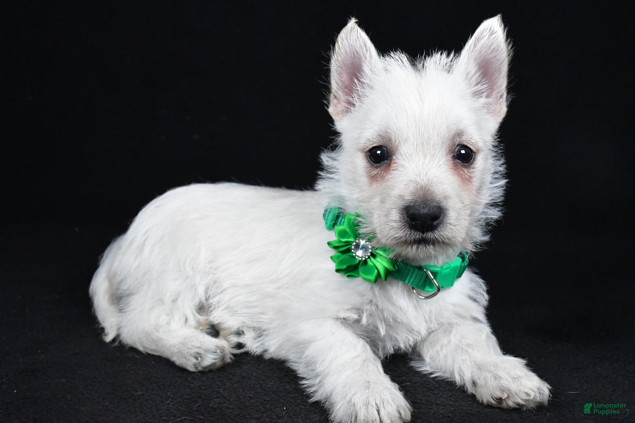 West Highland Terrier dogs Lila - Ad 1