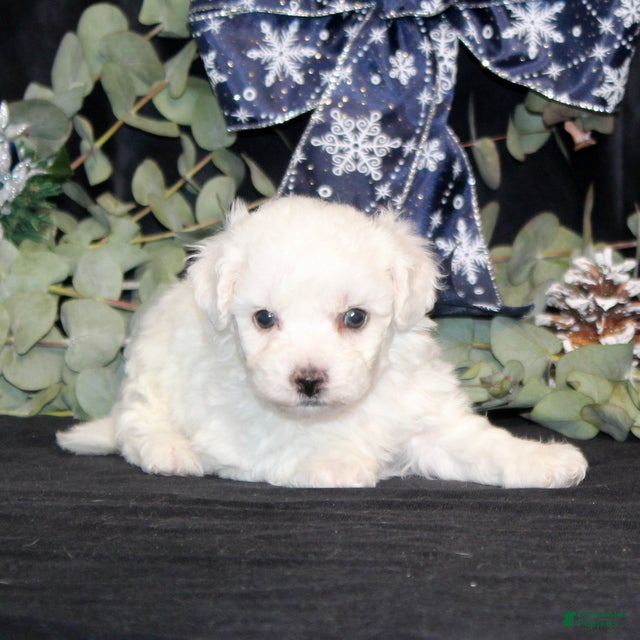 Bichon Frise dogs VolleyBall - Ad 32