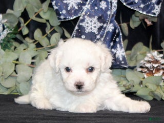 Bichon Frise dogs VolleyBall - Ad 32