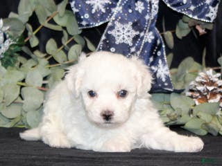 Bichon Frise dogs VolleyBall - Ad 4