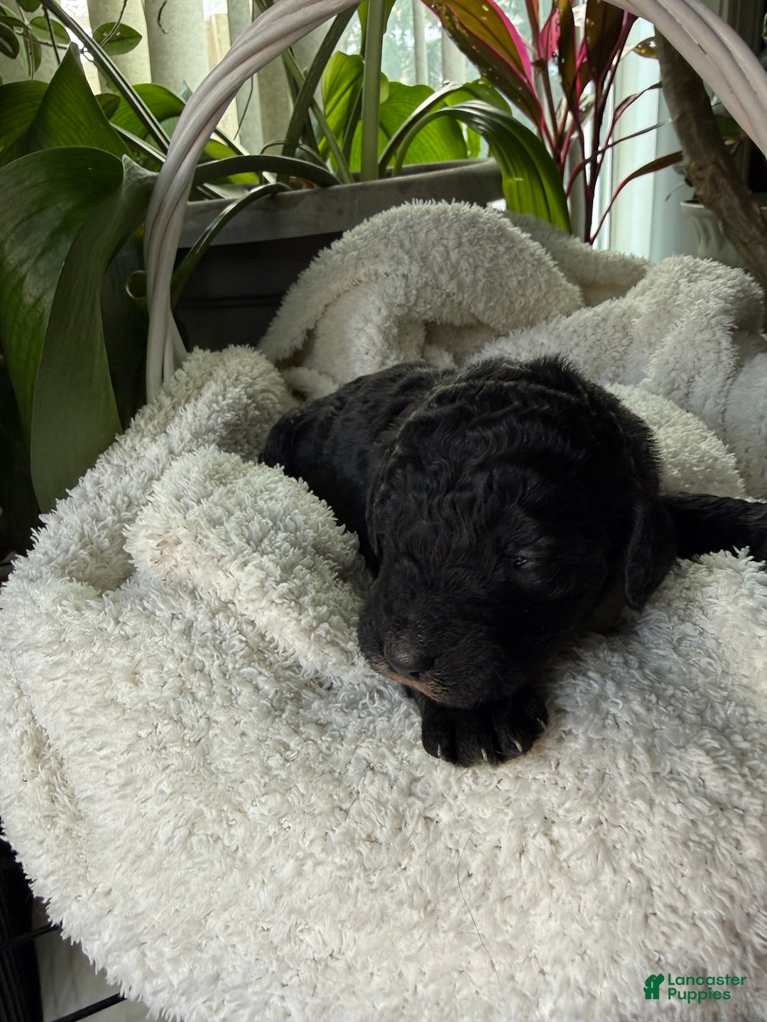 Mixed Breed dogs for sale: Charcoal - Ad 2