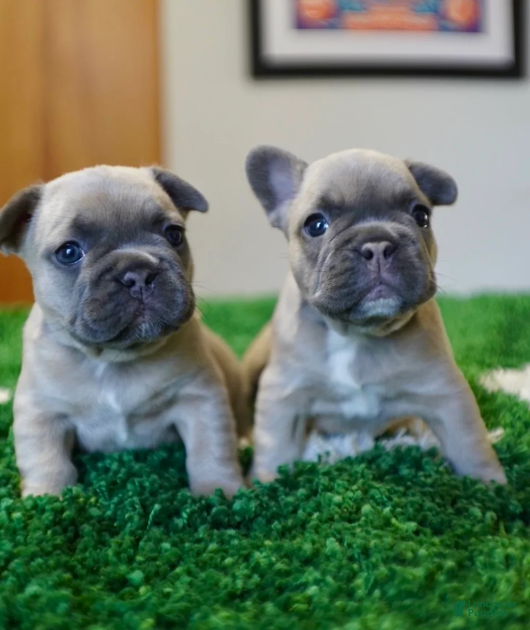 French Bulldog dogs for sale: French Bulldog Puppy 1 - Ad 4