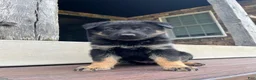 German Shepherd dogs for sale: Yori - Ad 5