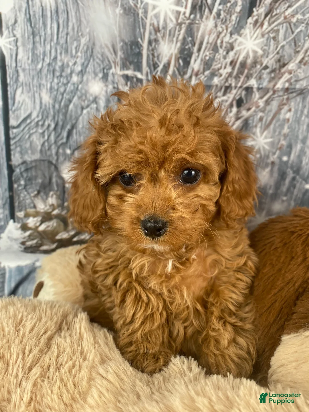 Cavapoo dogs for sale: Layla - Ad 7