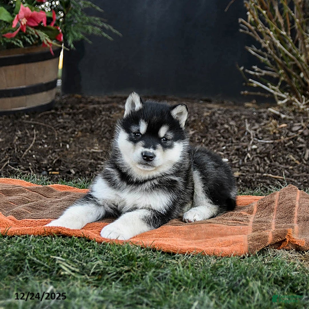 Alaskan Malamute dogs for sale: Jagger - Ad 3