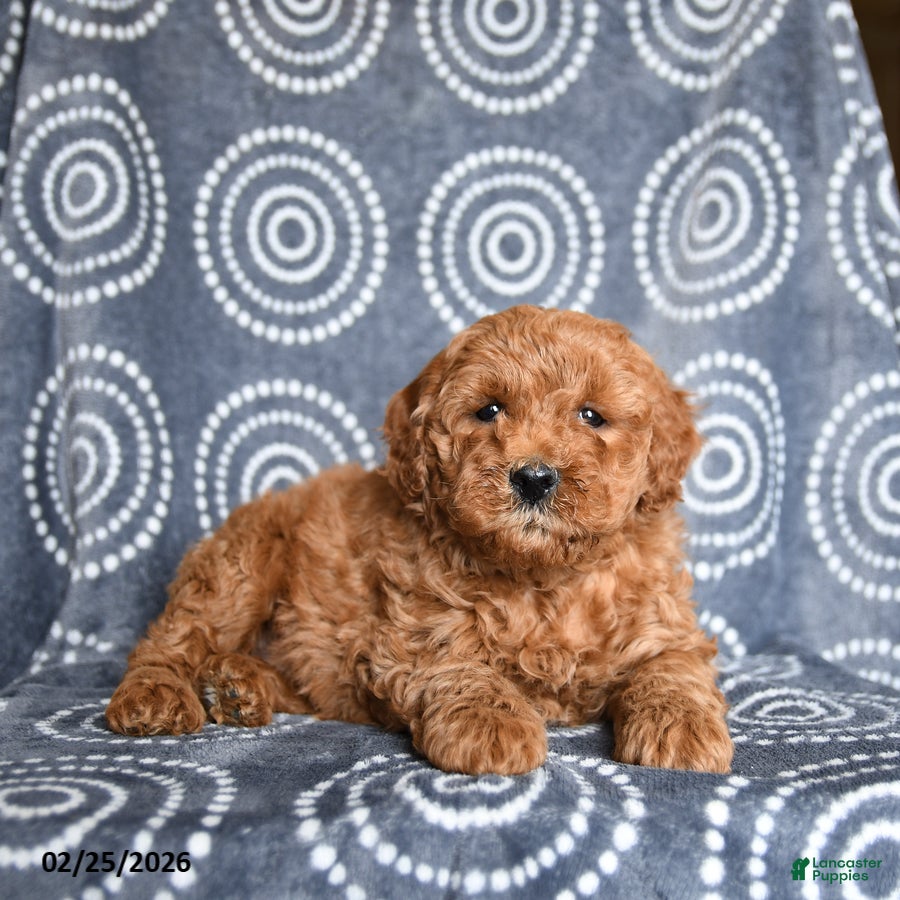 Mini Goldendoodle dogs Barney - Ad 1