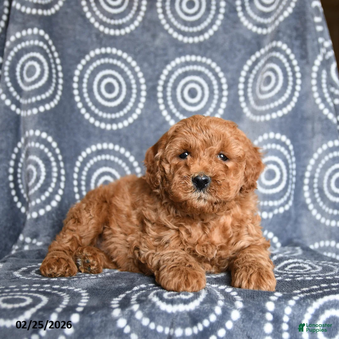 Mini Goldendoodle dogs for sale: Barney - Ad 1