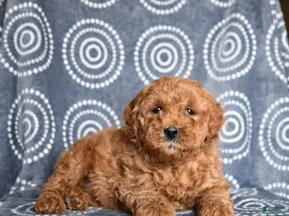 Mini Goldendoodle dogs for sale: Barney - Ad 4