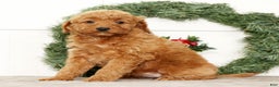 Mini Goldendoodle dogs for sale: Eden - Ad 5