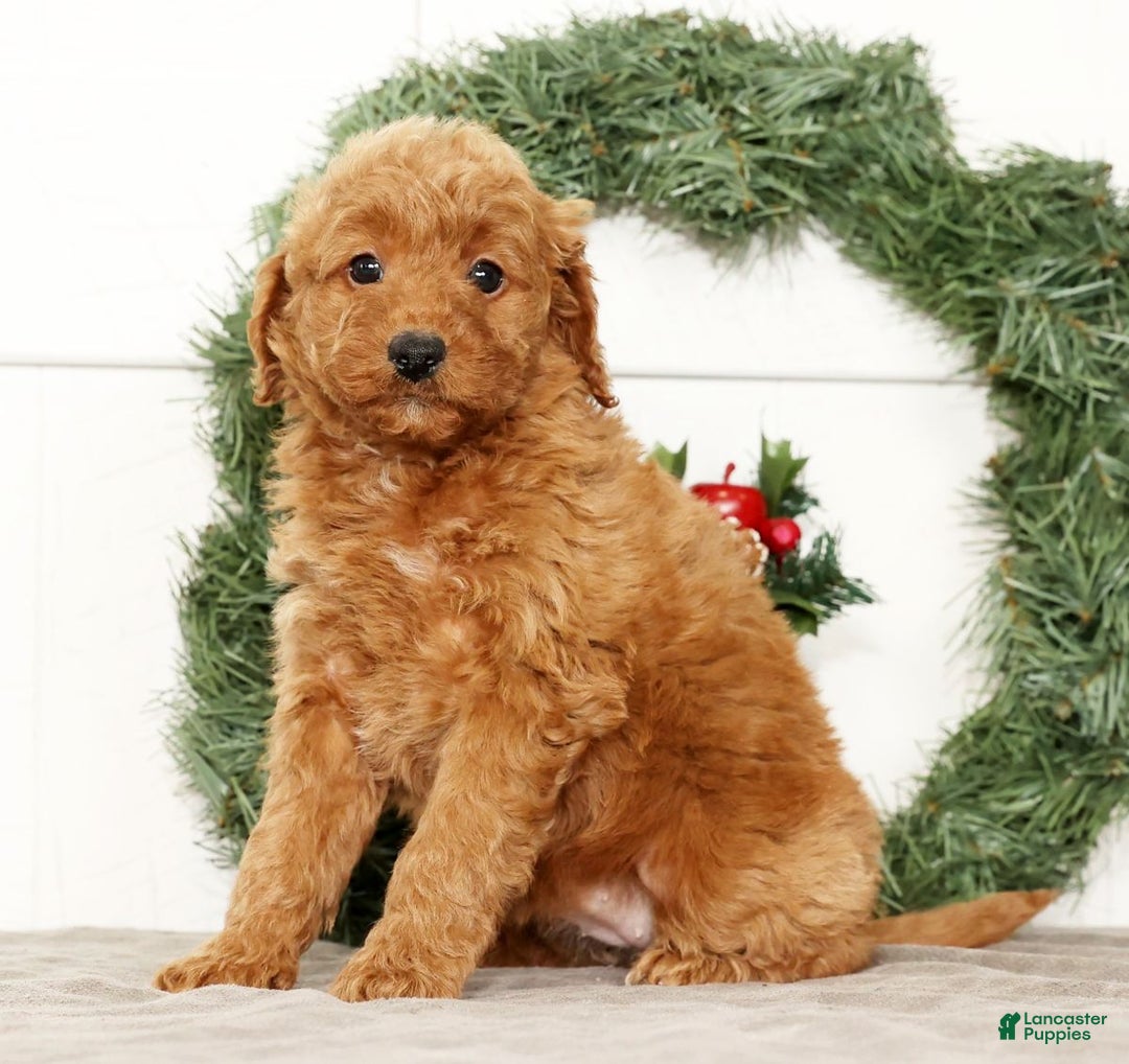 Mini Goldendoodle dogs for sale: Eden - Ad 5