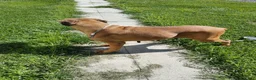 Boxer dogs for sale: Tootsie - Ad 3