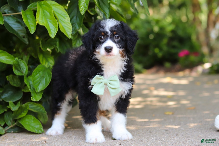 Mini Bernedoodle dogs Archie - Ad 2