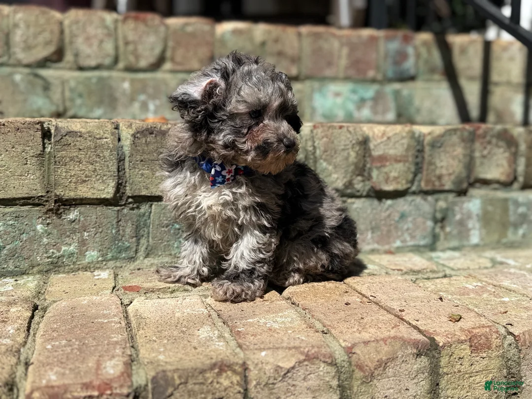 Miniature Poodle dogs for sale: Asher - Ad 2