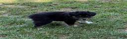 Australian Shepherd dogs for sale:  Bruno - Ad 8