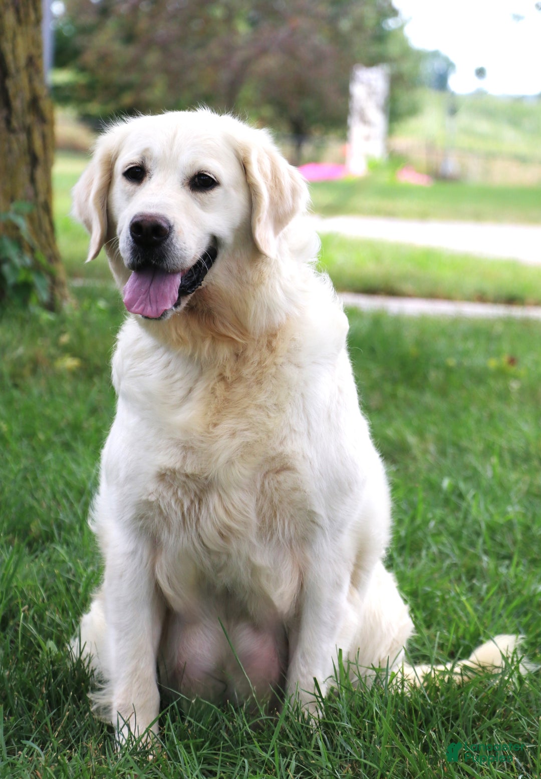 Golden Retriever dogs for sale: Ginger - Ad 3