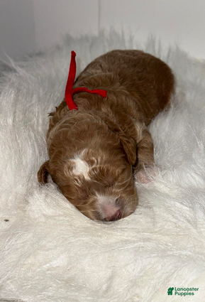 Goldendoodle dogs Red boy - Ad 2