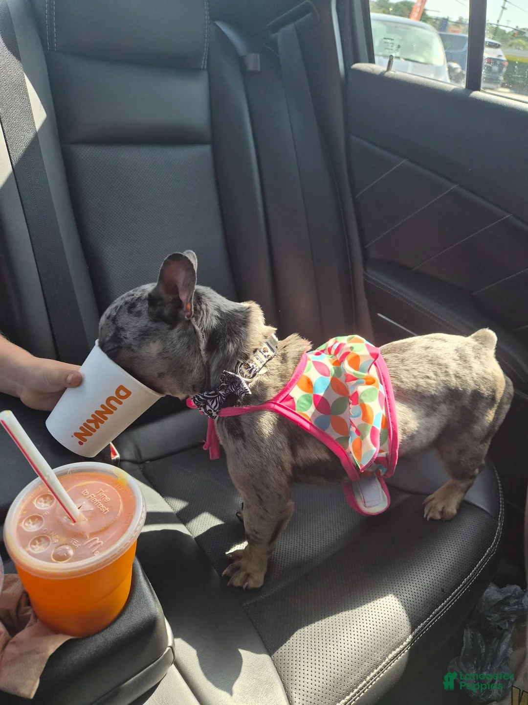 French Bulldog dogs for sale: French Bulldog 1 - Ad 1
