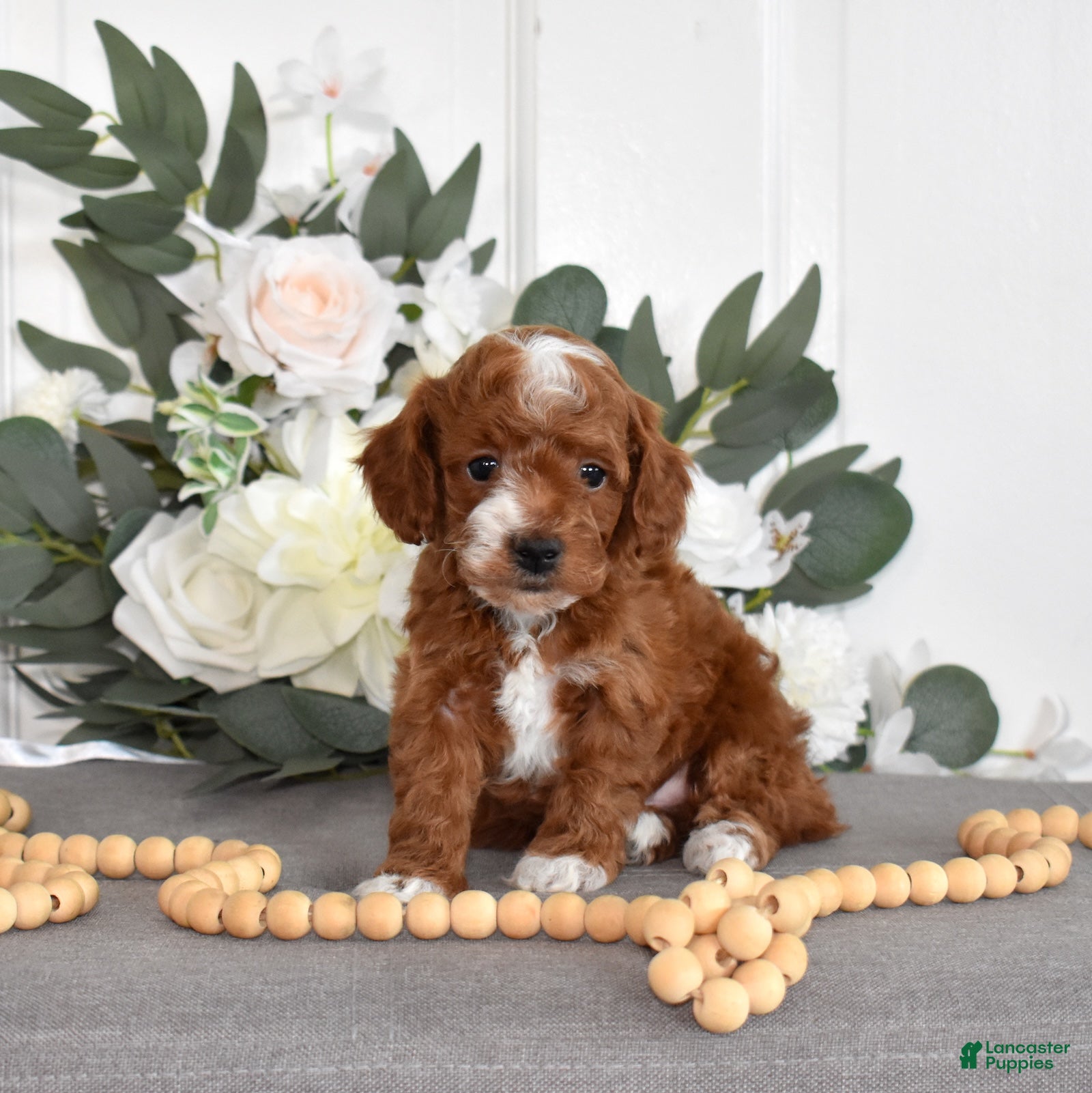 Toy Poodle dogs Parker  - Ad 1