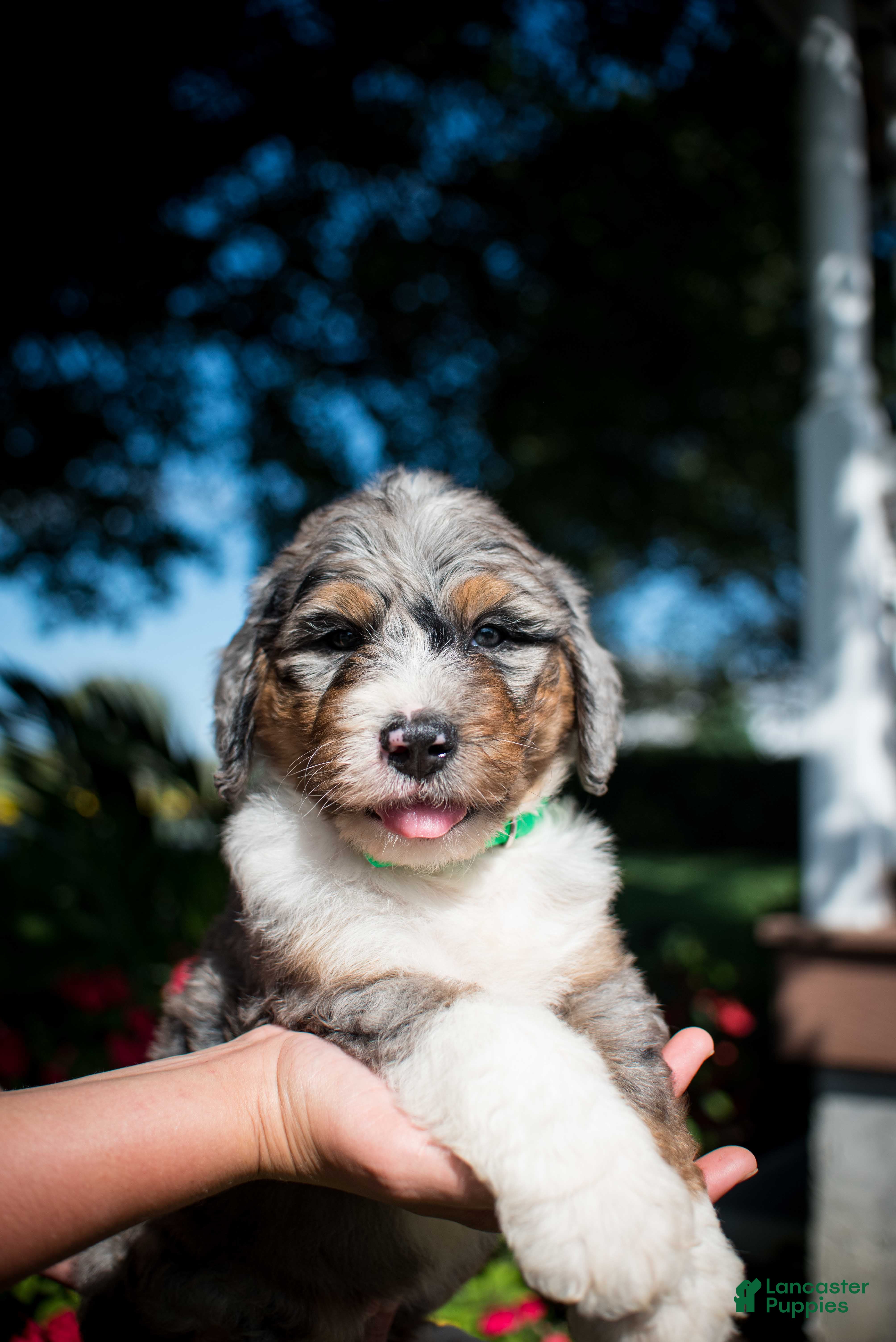Blue Standard Poodle Puppies for sale Lancaster Puppies