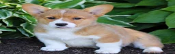Welsh Corgi Pembroke dogs for sale: Kenzie  - Ad 1