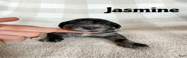 Jasmine