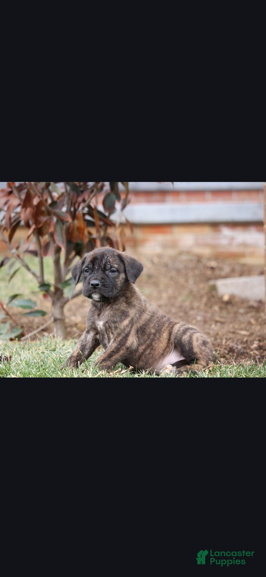 English Mastiff dogs Aspen - Ad 2