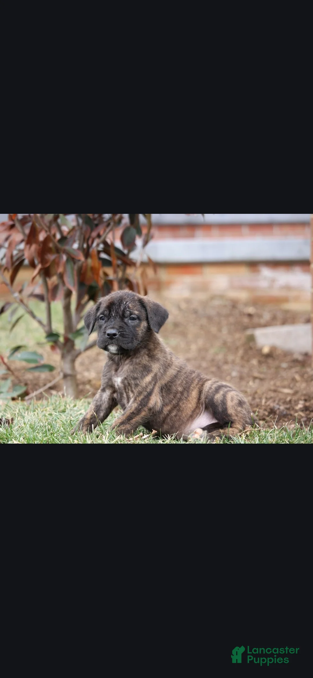 English Mastiff dogs for sale: Aspen - Ad 2