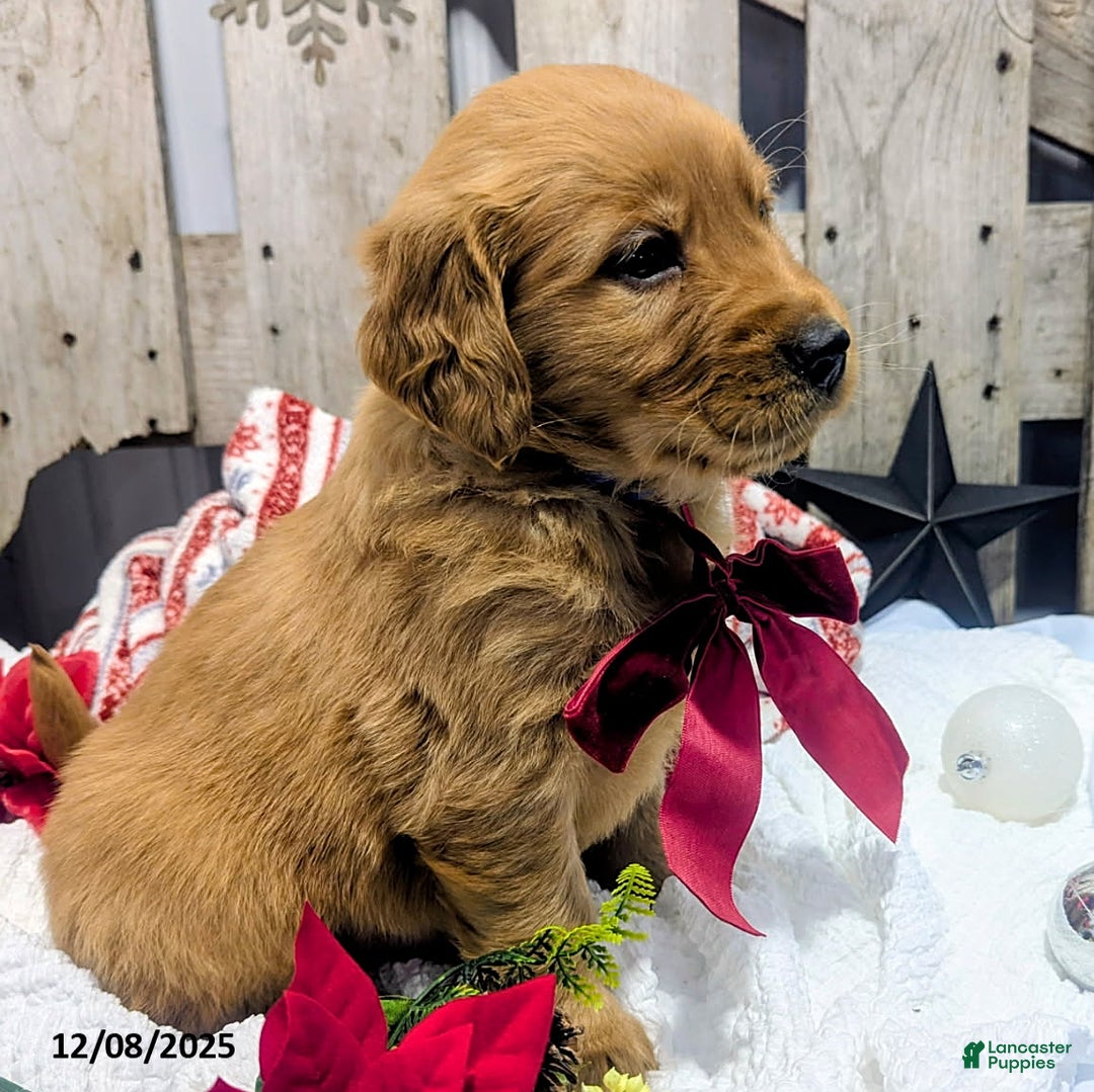 Golden Retriever dogs for sale: Star - Ad 2