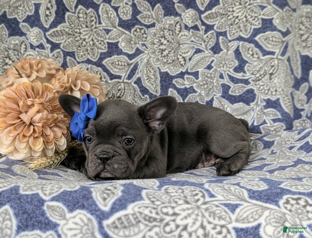 French Bulldog dogs for sale: Nadia - Ad 26