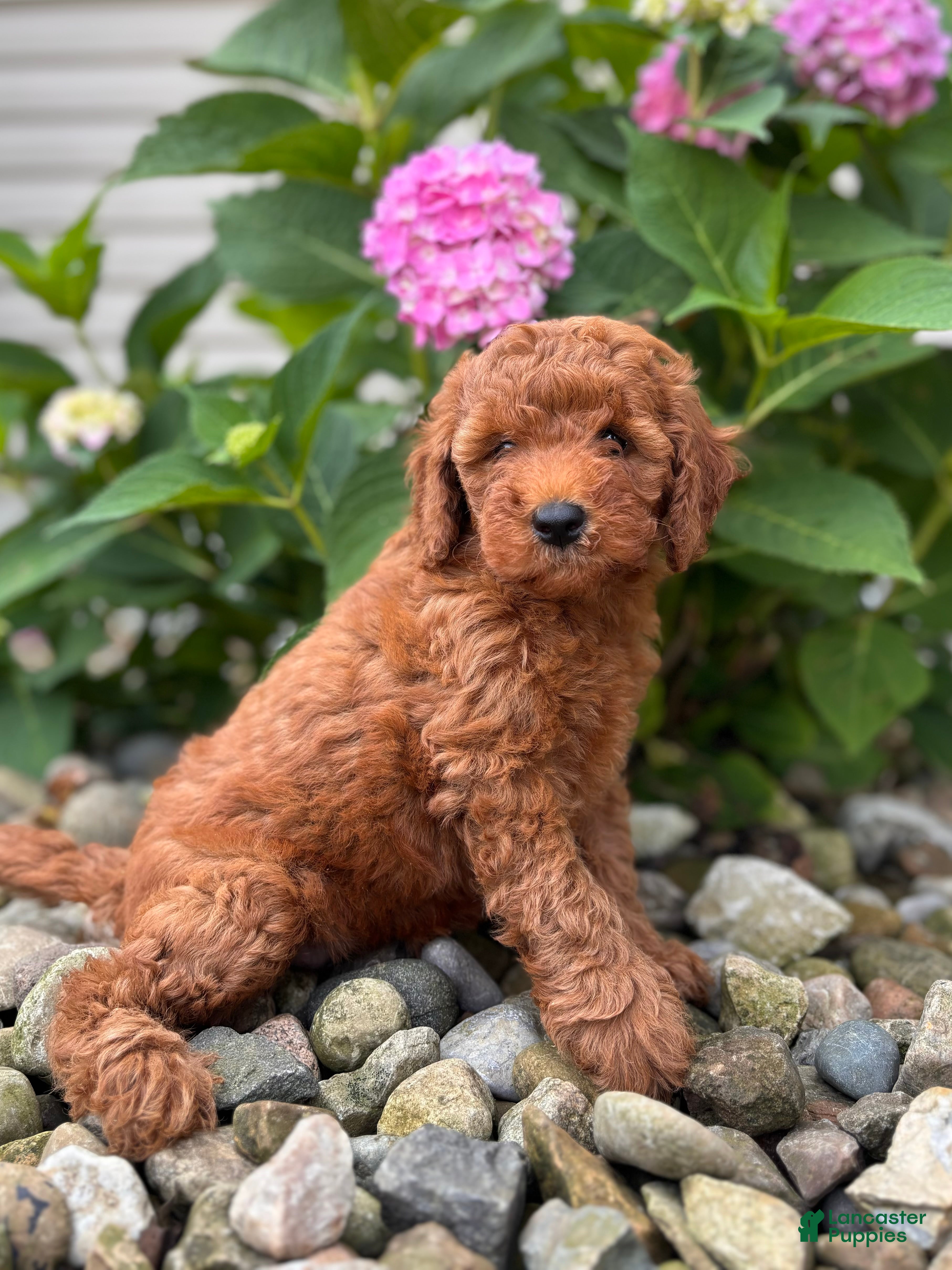 Whoodle dogs Mini Nevada ( Nev) - Ad 2