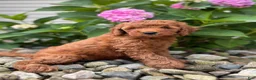 Whoodle dogs for sale: Mini Nevada ( Nev) - Ad 2